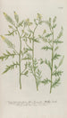 Phytanthoza iconographia Pl205 - Johann Wilhelm Weinmann — artwork view