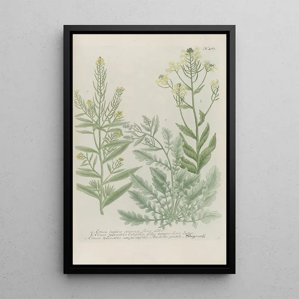 Phytanthoza iconographia Pl206 - Johann Wilhelm Weinmann — framed artwork on a wall