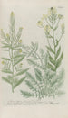 Phytanthoza iconographia Pl206 - Johann Wilhelm Weinmann — artwork view