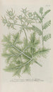 Phytanthoza iconographia Pl207 - Johann Wilhelm Weinmann — artwork view
