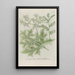 Phytanthoza iconographia Pl207 - Johann Wilhelm Weinmann — framed artwork on a wall