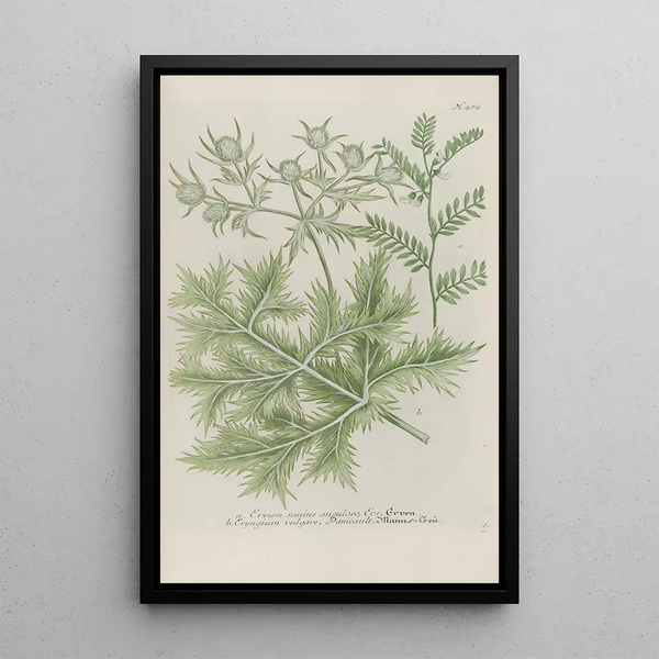 Phytanthoza iconographia Pl207 - Johann Wilhelm Weinmann — framed artwork on a wall