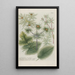 Phytanthoza iconographia Pl208 - Johann Wilhelm Weinmann — framed artwork on a wall