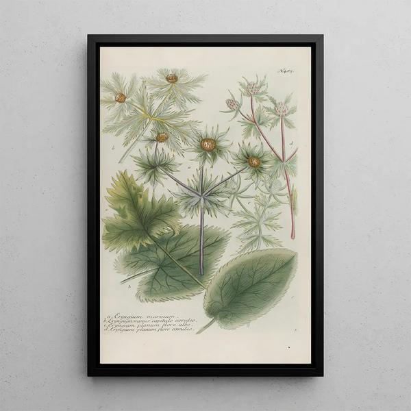Phytanthoza iconographia Pl208 - Johann Wilhelm Weinmann — framed artwork on a wall