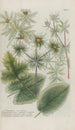 Phytanthoza iconographia Pl208 - Johann Wilhelm Weinmann — artwork view