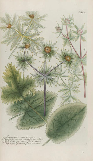 Johann Wilhelm Weinmann - Phytanthoza iconographia Pl208.webp