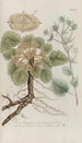 Phytanthoza iconographia Pl209 - Johann Wilhelm Weinmann — artwork view
