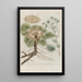 Phytanthoza iconographia Pl209 - Johann Wilhelm Weinmann — framed artwork on a wall