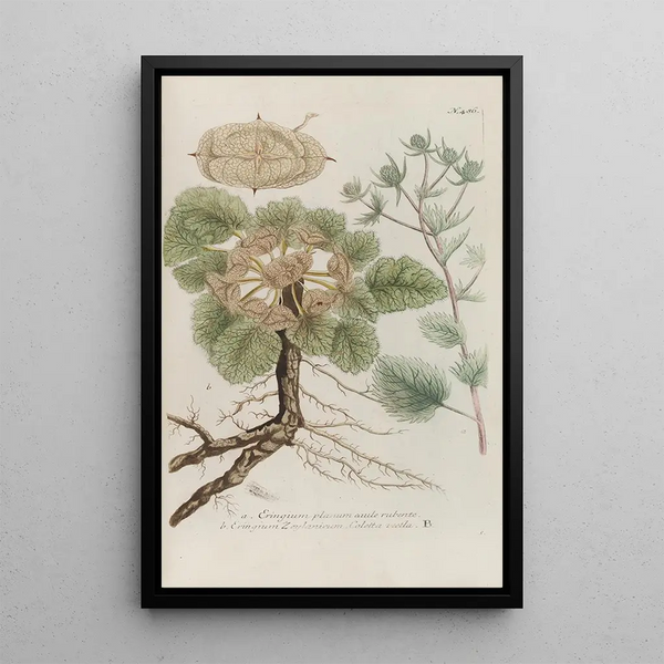 Phytanthoza iconographia Pl209 - Johann Wilhelm Weinmann — framed artwork on a wall