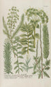 Phytanthoza iconographia Pl210 - Johann Wilhelm Weinmann — artwork view