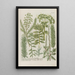 Phytanthoza iconographia Pl210 - Johann Wilhelm Weinmann — framed artwork on a wall
