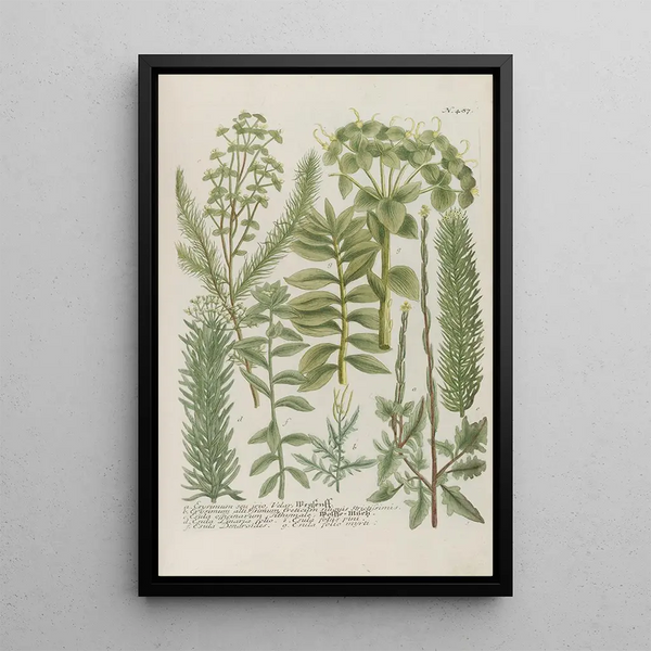 Phytanthoza iconographia Pl210 - Johann Wilhelm Weinmann — framed artwork on a wall