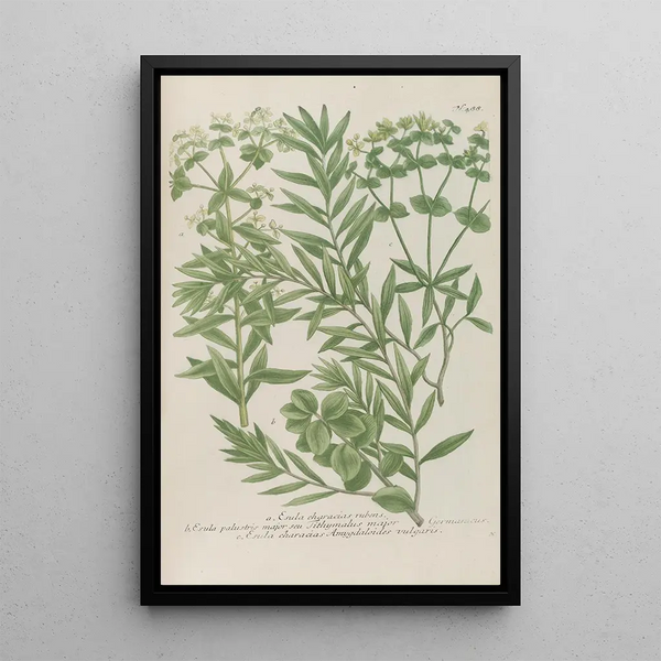 Phytanthoza iconographia Pl211 - Johann Wilhelm Weinmann — framed artwork on a wall