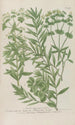 Phytanthoza iconographia Pl211 - Johann Wilhelm Weinmann — artwork view