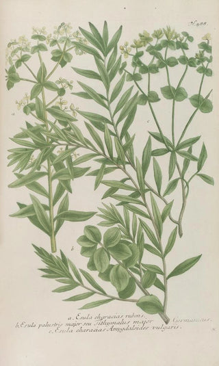 Johann Wilhelm Weinmann - Phytanthoza iconographia Pl211.webp