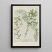 Phytanthoza iconographia Pl212 - Johann Wilhelm Weinmann — framed artwork on a wall