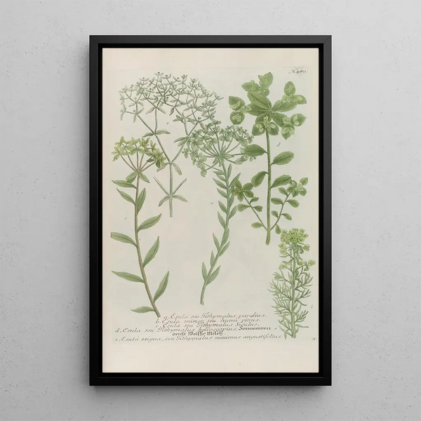 Phytanthoza iconographia Pl212 - Johann Wilhelm Weinmann — framed artwork on a wall