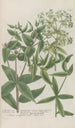 Phytanthoza iconographia Pl213 - Johann Wilhelm Weinmann — artwork view