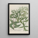Phytanthoza iconographia Pl213 - Johann Wilhelm Weinmann — framed artwork on a wall