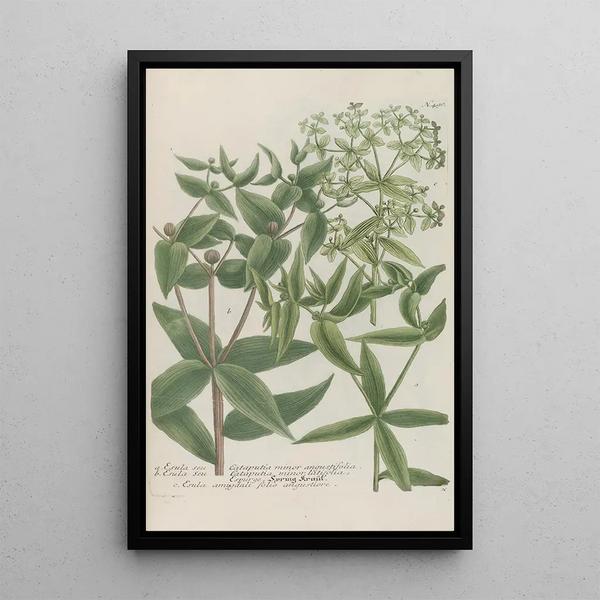 Phytanthoza iconographia Pl213 - Johann Wilhelm Weinmann — framed artwork on a wall