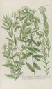 Phytanthoza iconographia Pl214 - Johann Wilhelm Weinmann — artwork view