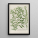 Phytanthoza iconographia Pl214 - Johann Wilhelm Weinmann — framed artwork on a wall