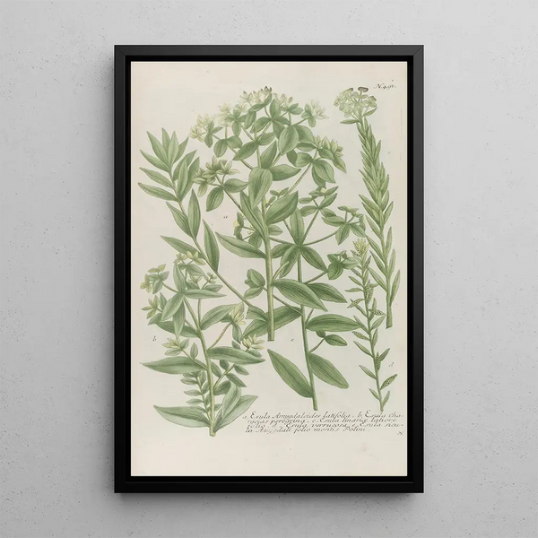 Phytanthoza iconographia Pl214 - Johann Wilhelm Weinmann — framed artwork on a wall