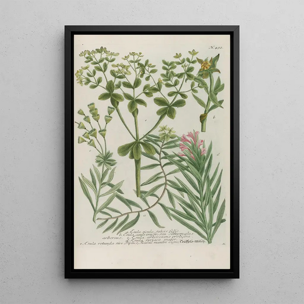 Phytanthoza iconographia Pl215 - Johann Wilhelm Weinmann — framed artwork on a wall