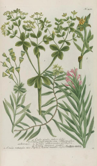 Johann Wilhelm Weinmann - Phytanthoza iconographia Pl215.webp