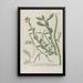 Phytanthoza iconographia Pl216 - Johann Wilhelm Weinmann — framed artwork on a wall