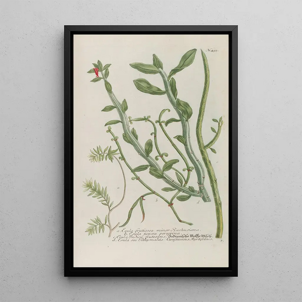 Phytanthoza iconographia Pl216 - Johann Wilhelm Weinmann — framed artwork on a wall