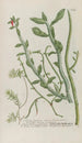 Phytanthoza iconographia Pl216 - Johann Wilhelm Weinmann — artwork view