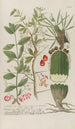 Phytanthoza iconographia Pl217 - Johann Wilhelm Weinmann — artwork view