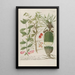 Phytanthoza iconographia Pl217 - Johann Wilhelm Weinmann — framed artwork on a wall