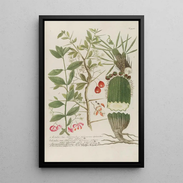 Phytanthoza iconographia Pl217 - Johann Wilhelm Weinmann — framed artwork on a wall