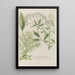 Phytanthoza iconographia Pl218 - Johann Wilhelm Weinmann — framed artwork on a wall