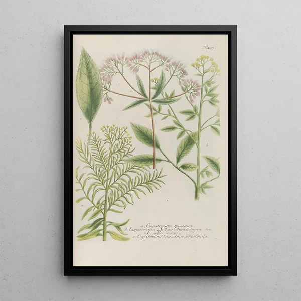 Phytanthoza iconographia Pl218 - Johann Wilhelm Weinmann — framed artwork on a wall