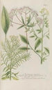 Phytanthoza iconographia Pl218 - Johann Wilhelm Weinmann — artwork view