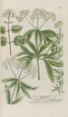 Phytanthoza iconographia Pl219 - Johann Wilhelm Weinmann — artwork view
