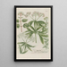 Phytanthoza iconographia Pl219 - Johann Wilhelm Weinmann — framed artwork on a wall