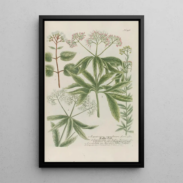 Phytanthoza iconographia Pl219 - Johann Wilhelm Weinmann — framed artwork on a wall