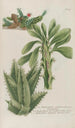 Phytanthoza iconographia Pl220 - Johann Wilhelm Weinmann — artwork view