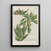 Phytanthoza iconographia Pl220 - Johann Wilhelm Weinmann — framed artwork on a wall