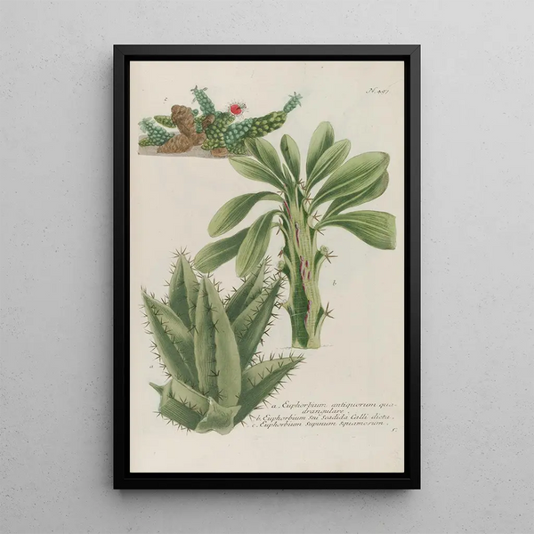 Phytanthoza iconographia Pl220 - Johann Wilhelm Weinmann — framed artwork on a wall