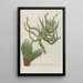 Phytanthoza iconographia Pl221 - Johann Wilhelm Weinmann — framed artwork on a wall
