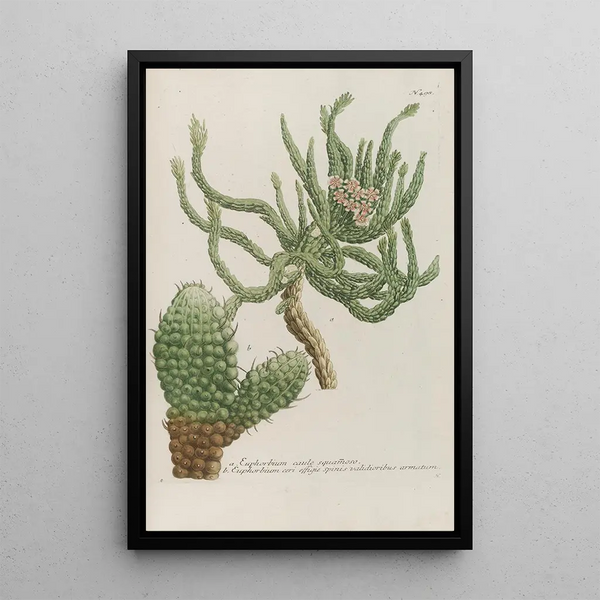Phytanthoza iconographia Pl221 - Johann Wilhelm Weinmann — framed artwork on a wall