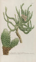 Phytanthoza iconographia Pl221 - Johann Wilhelm Weinmann — artwork view