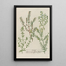 Phytanthoza iconographia Pl222 - Johann Wilhelm Weinmann — framed artwork on a wall