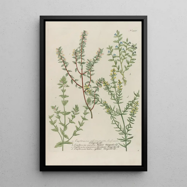 Phytanthoza iconographia Pl222 - Johann Wilhelm Weinmann — framed artwork on a wall