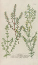 Phytanthoza iconographia Pl222 - Johann Wilhelm Weinmann — artwork view